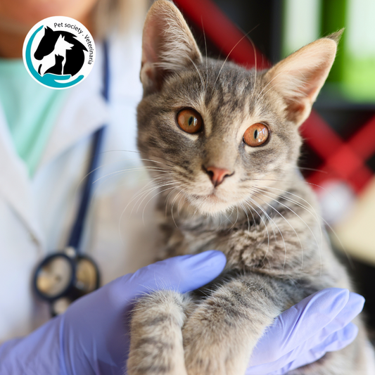 Examen de Química Sanguínea de Perfil General + Consulta Veterinaria para Perros y Gatos por $27 en Pet Society