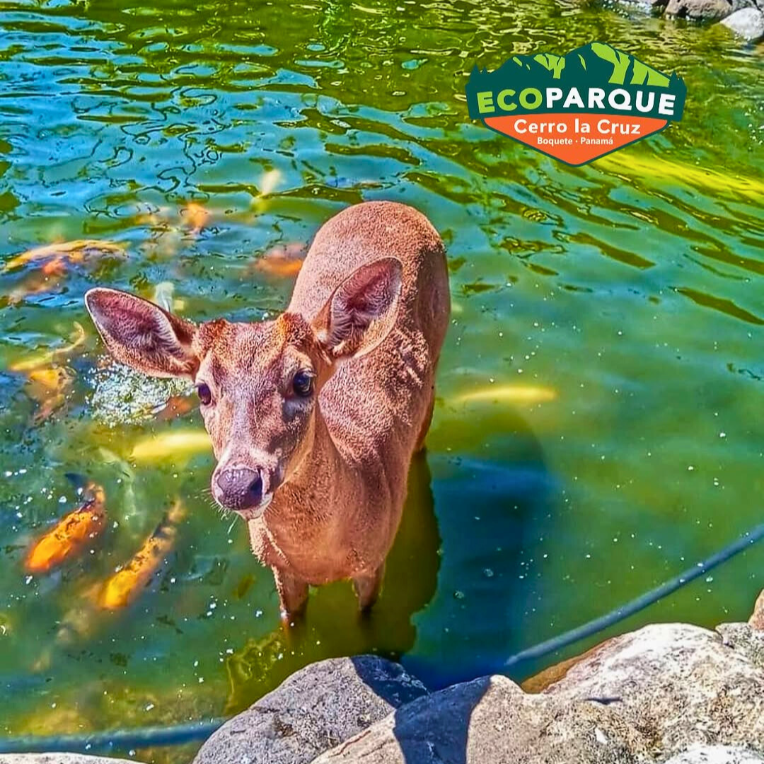 Pasadía en el Parque Ecológico Más Grande y Divertido de Chiriquí desde $15 en Ecoparque Cerro La Cruz