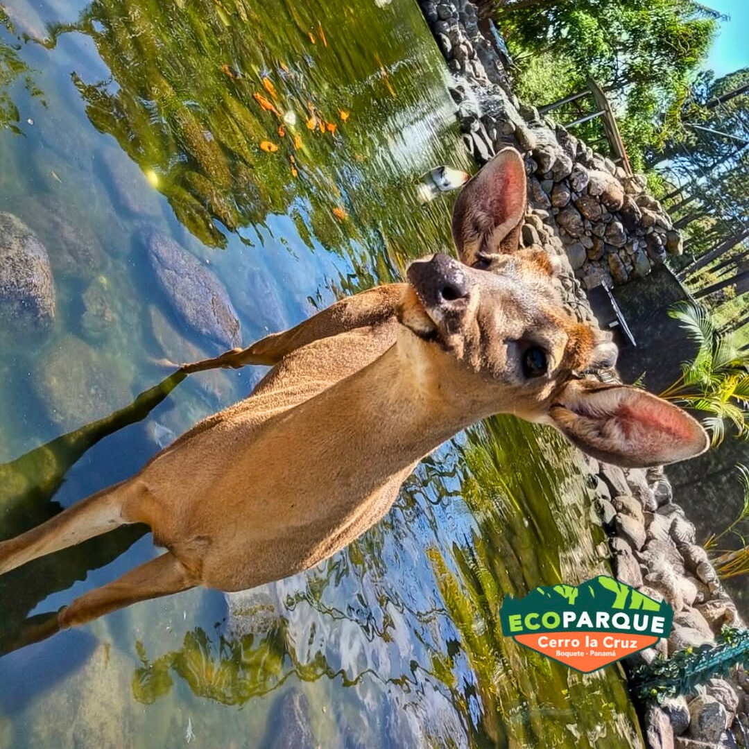 Pasadía de Fiestas Patrias 🇵🇦 en el Parque Ecológico Más Grande y Divertido de Chiriquí desde $15 en Ecoparque Cerro La Cruz