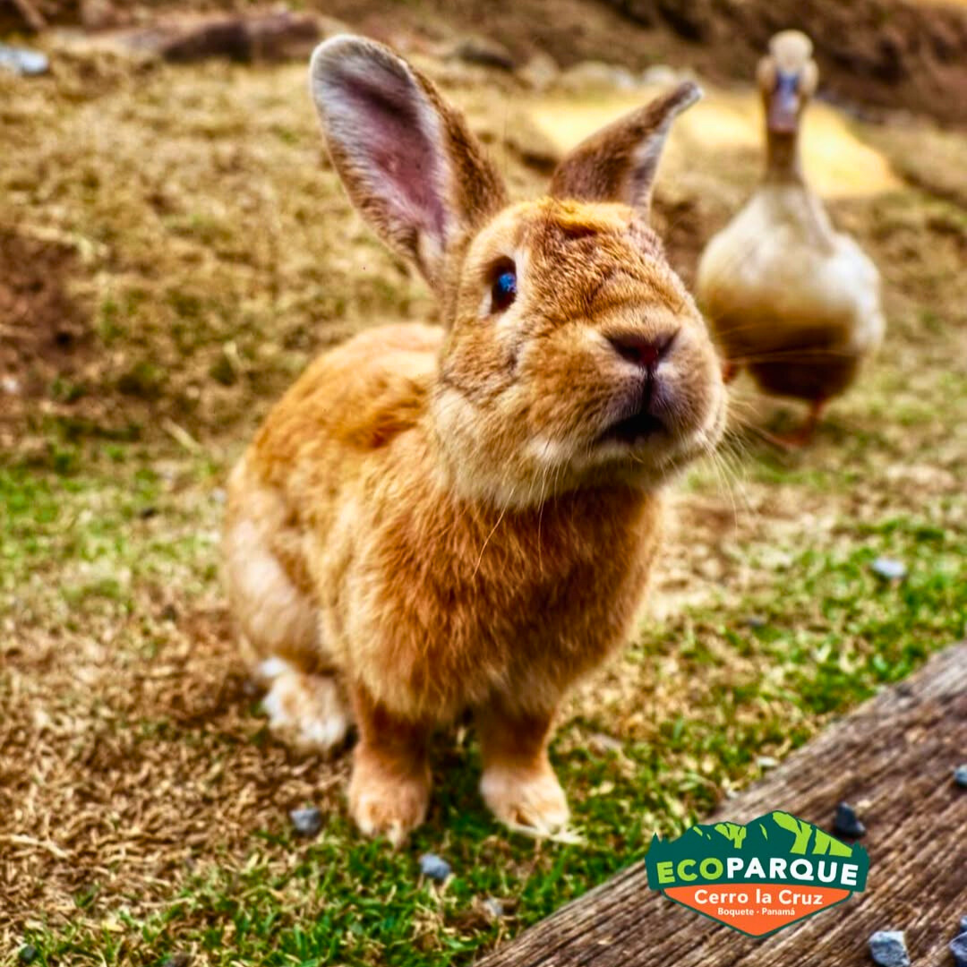 Pasadía de Fiestas Patrias 🇵🇦 en el Parque Ecológico Más Grande y Divertido de Chiriquí desde $15 en Ecoparque Cerro La Cruz