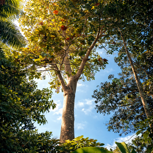Tour de Biodiversidad: Sendero Natural y Fauna por solo $30 en el Hotel Albrook Inn