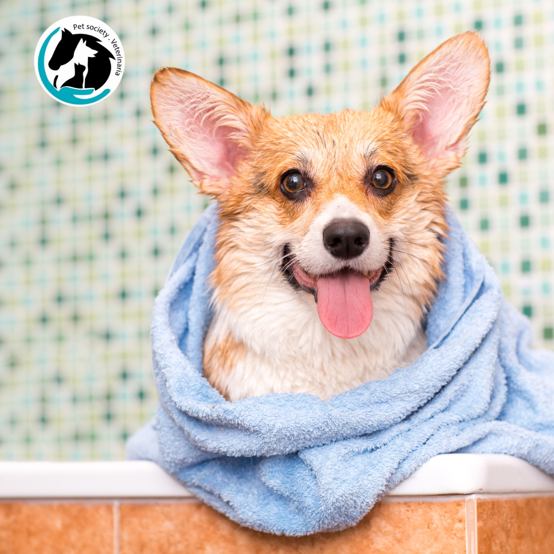 Baño con corte de uñas por $8 o Consulta Veterinaria + Vacuna + Desparasitación por $16 en Pet Society