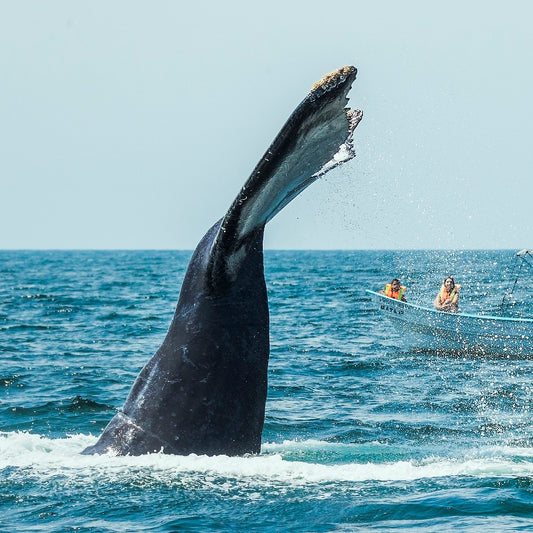Pasadía en Isla Iguana + Tour de Avistamiento de Ballenas con Transporte Incluido + Almuerzo Típico por $79 en Ally's Tours