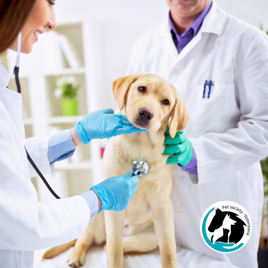 Examen de Química Sanguínea de Perfil General + Consulta Veterinaria para Perros y Gatos por $27 en Pet Society