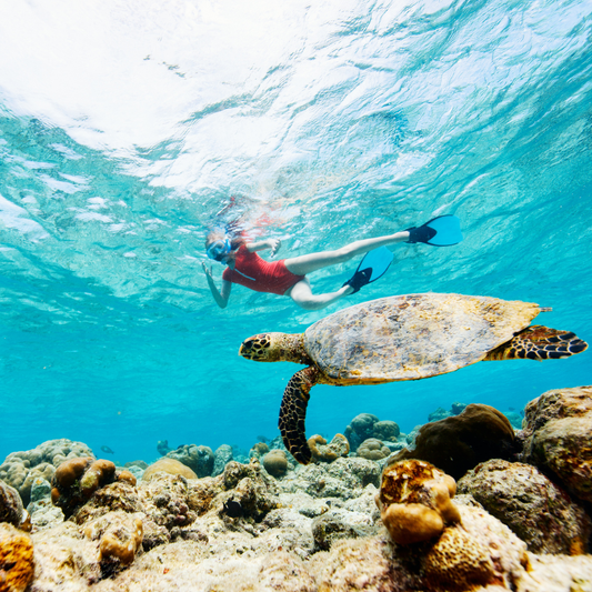 Tour de Snorkel con Guía + Paseo en Bote + Almuerzo Incluido por $35 en Scuba Portobelo
