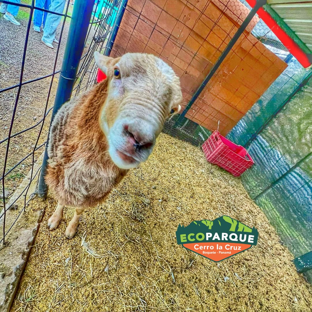 Pasadía de Fiestas Patrias 🇵🇦 en el Parque Ecológico Más Grande y Divertido de Chiriquí desde $15 en Ecoparque Cerro La Cruz