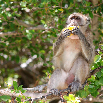 Pasadía en Isla Mamey + Tour Completo por $10 con Trip Isla Mamey