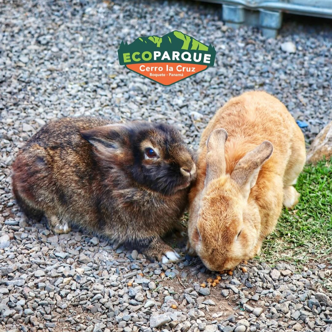 Pasadía de Fiestas Patrias 🇵🇦 en el Parque Ecológico Más Grande y Divertido de Chiriquí desde $15 en Ecoparque Cerro La Cruz