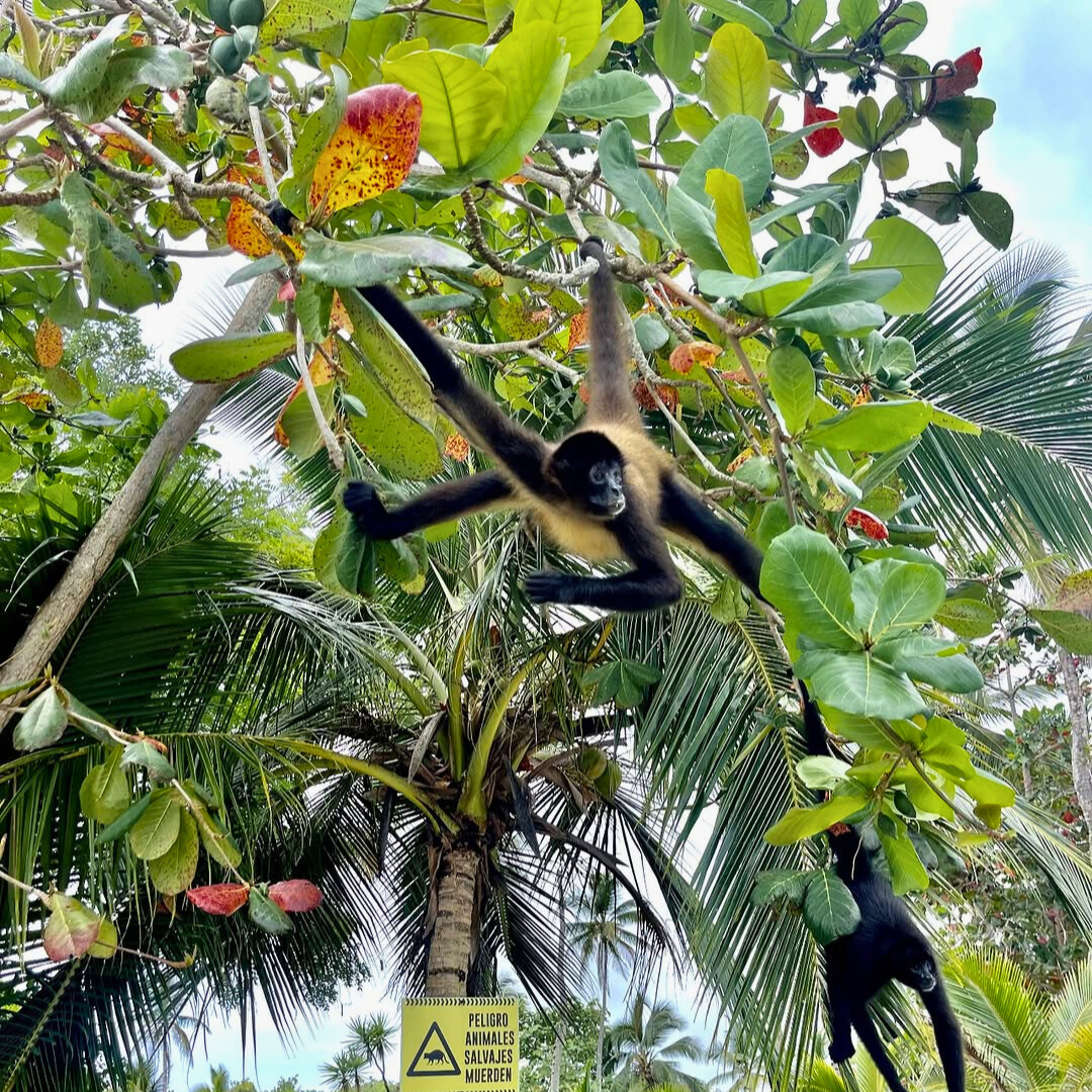 Pasadía en Isla Grande con Traslado + Almuerzo Completo + Bebida por $10.99 en El Bucanero