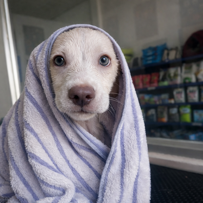 Baño Completo para tu peludito desde $10 en Toby Pets Group