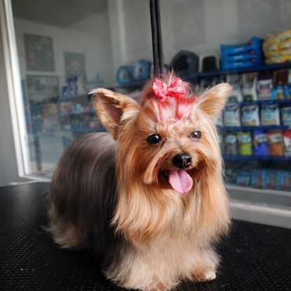 Baño Completo para tu peludito desde $10 en Toby Pets Group