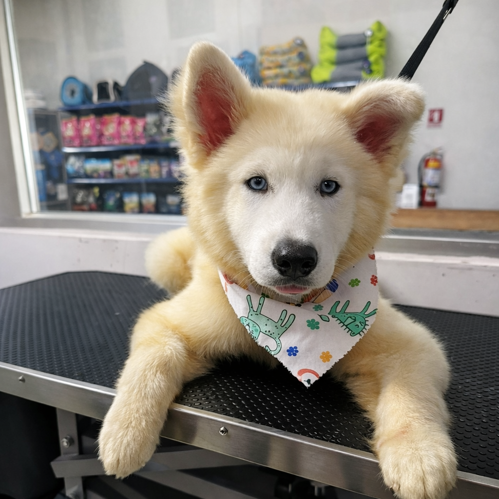 Baño Completo para tu peludito desde $10 en Toby Pets Group