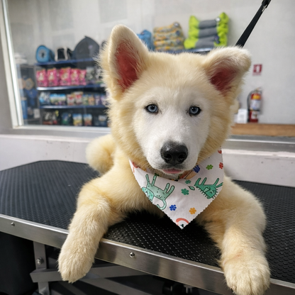 Baño Completo para tu peludito desde $10 en Toby Pets Group