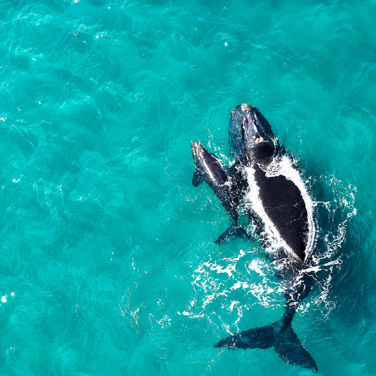 Tour de Avistamiento de Ballenas + Islas, Almuerzo y Transporte por $73.50 en FerryExpress Panamá