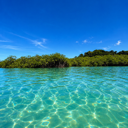 Pasadía en Isla del Tesoro + Almuerzo Incluido por solo $12.50 en Scuba Panamá