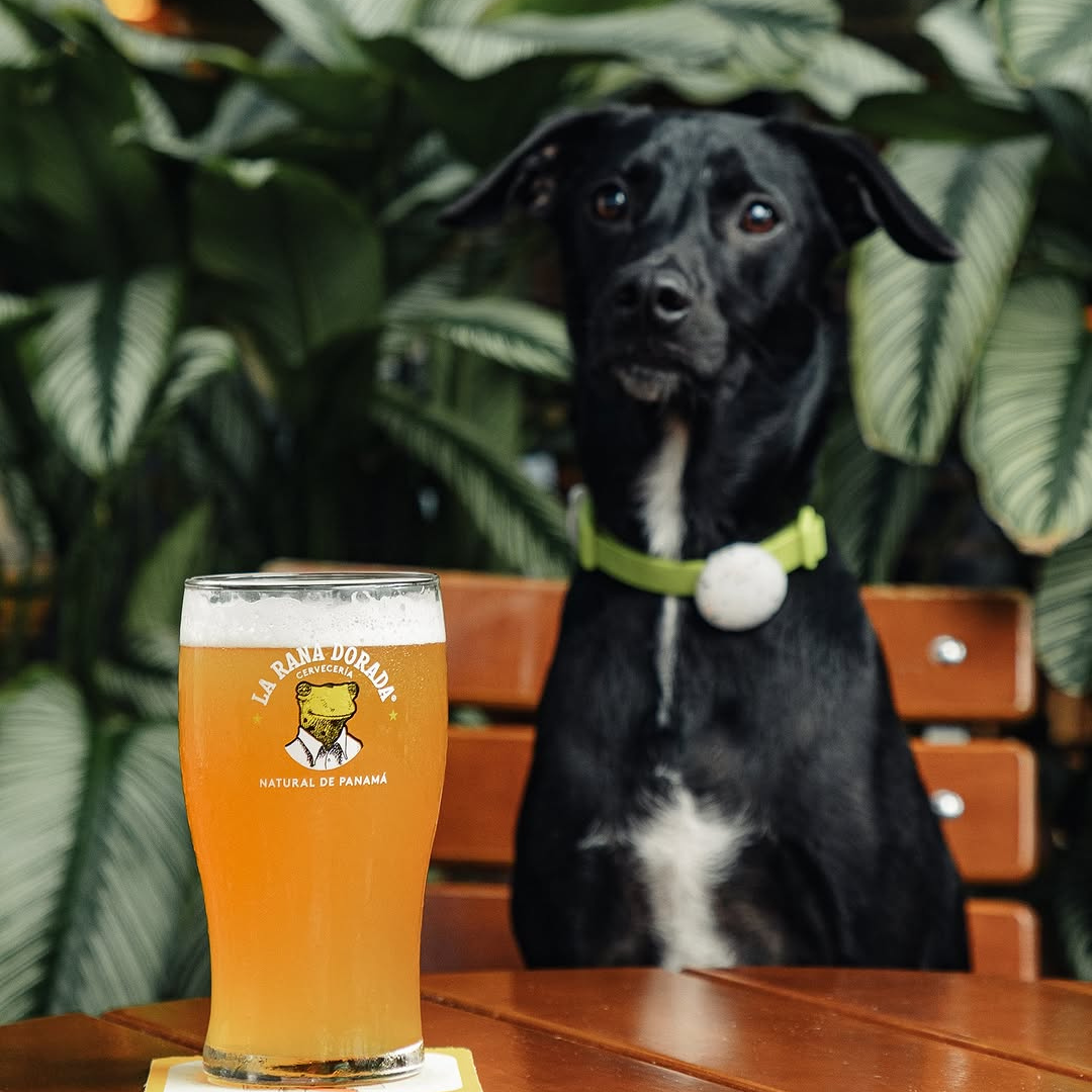 Jarra de Cerveza Clásica + Pizza desde $20 en La Rana Dorada – Brisas del Golf