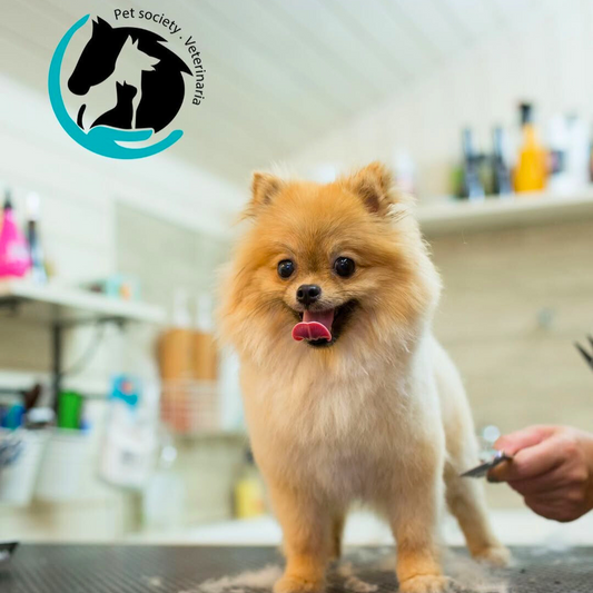 Consulta Veterinaria General + Vacuna Múltiple o de Rabia + Desparasitación para perros o gatos por $16 en Pet Society
